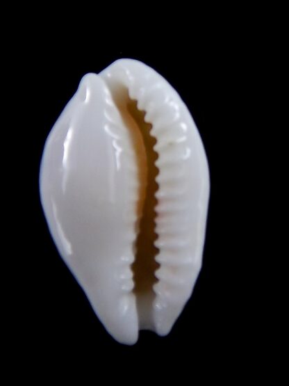 Cribrarula exmouthensis magnifica 27,7 mm Gem-34101