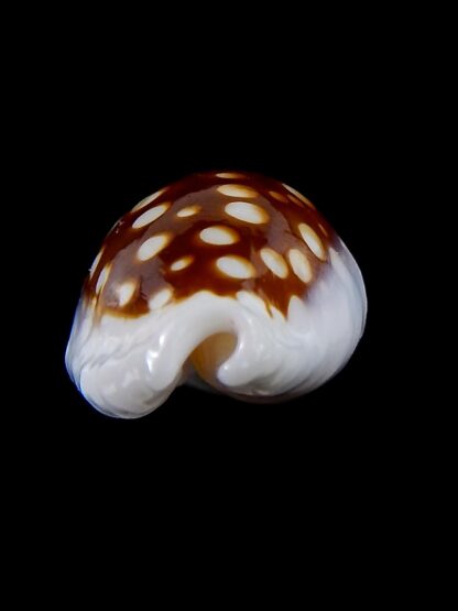 Cribrarula exmouthensis magnifica 27,7 mm Gem-34106