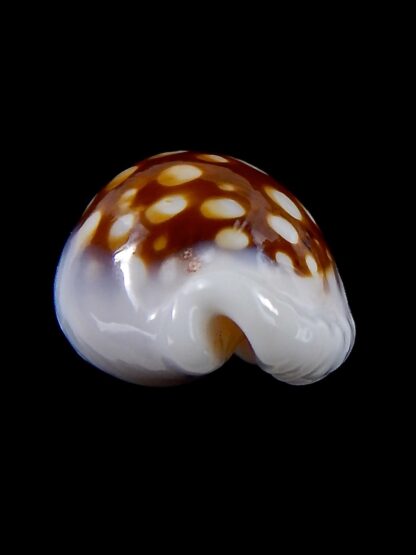 Cribrarula exmouthensis magnifica 27,7 mm Gem-34107