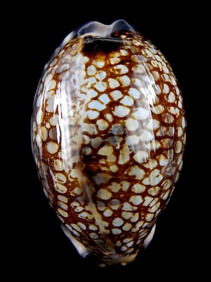 Mauritia histrio westralis 66,5 mm Gem-34446