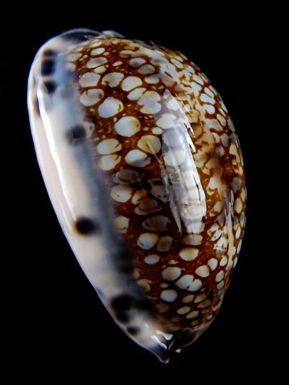 Mauritia histrio westralis 66,5 mm Gem-34448