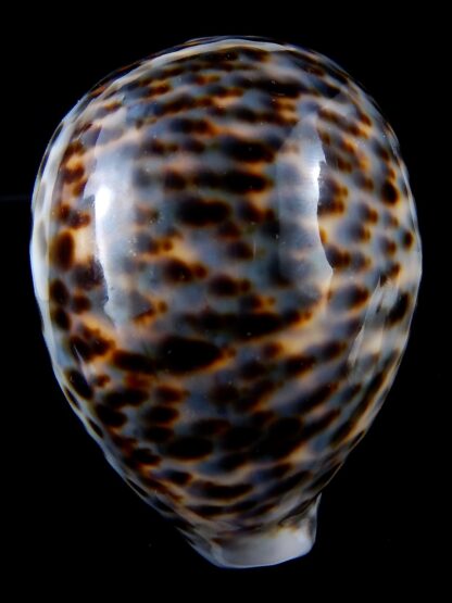 Cypraea tigris .... BLUE ... 87 mm gem (-)-34366