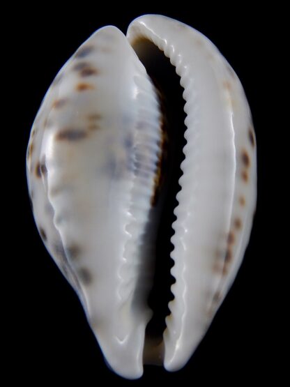 Cypraea tigris .... BLUE ... 87 mm gem (-)-34368