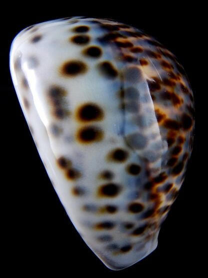 Cypraea tigris .... BLUE ... 87 mm gem (-)-34369