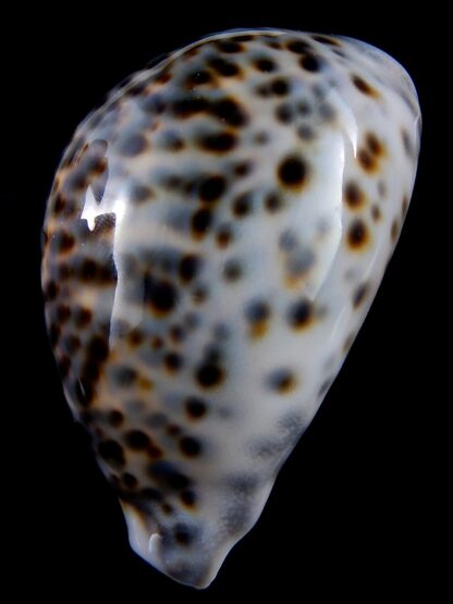 Cypraea tigris .... BLUE ... 87 mm gem (-)-34370