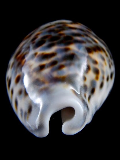 Cypraea tigris .... BLUE ... 87 mm gem (-)-34371