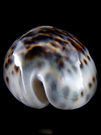 Cypraea tigris .... BLUE ... 87 mm gem (-)-34367