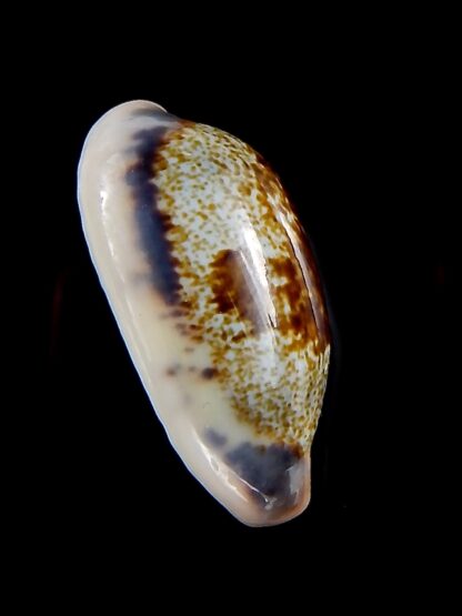 Erronea cylindrica sowerbeyana 31 mm Gem-34393