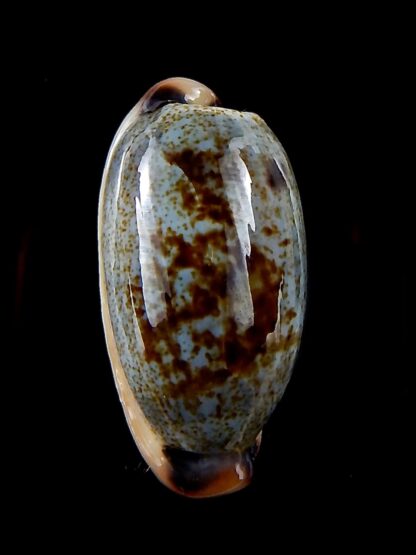 Erronea cylindrica sowerbeyana 34,21 mm Gem-34419