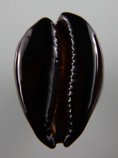 Zoila decipiens SP colour caramel 47,8 mm Gem-34473