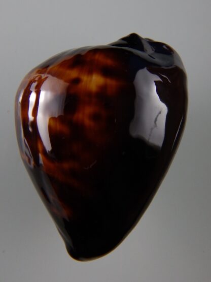 Zoila decipiens SP colour caramel 47,8 mm Gem-34474