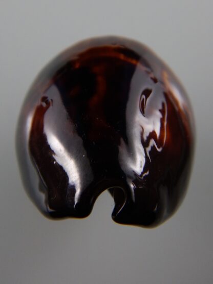 Zoila decipiens SP colour caramel 47,8 mm Gem-34477