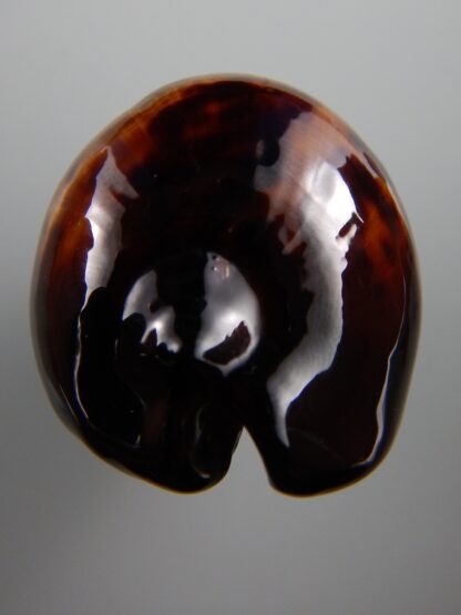 Zoila decipiens SP colour caramel 47,8 mm Gem-34476