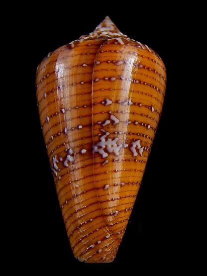 Tenorioconus cedonulli cedonulli 45,7 mm Gem -34498