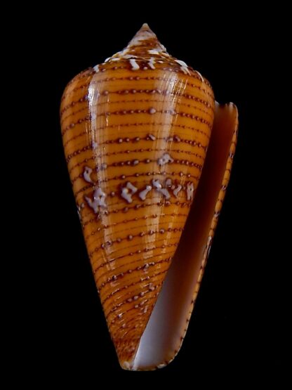 Tenorioconus cedonulli cedonulli 45,7 mm Gem -34499