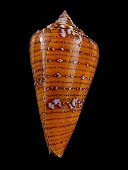 Tenorioconus cedonulli cedonulli 45,7 mm Gem -34500