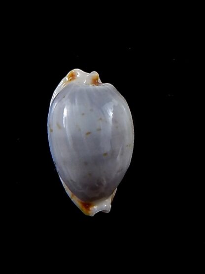 Bistolida brevidentata fluctuans 20,3 mm Gem-34534