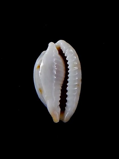 Bistolida brevidentata fluctuans 20,3 mm Gem-34536