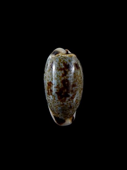 Erronea cylindrica sowerbeyana..DWARF.. 23,9 mm gem-34548