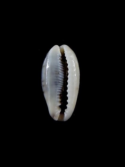 Erronea cylindrica sowerbeyana..DWARF.. 23,9 mm gem-34549