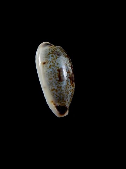 Erronea cylindrica sowerbeyana..DWARF.. 23,9 mm gem-34551