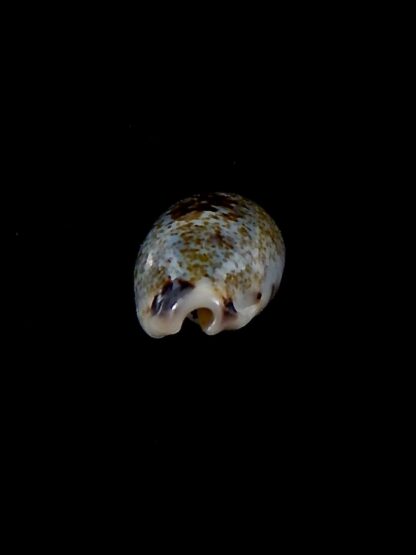 Erronea cylindrica sowerbeyana..DWARF.. 23,9 mm gem-34552