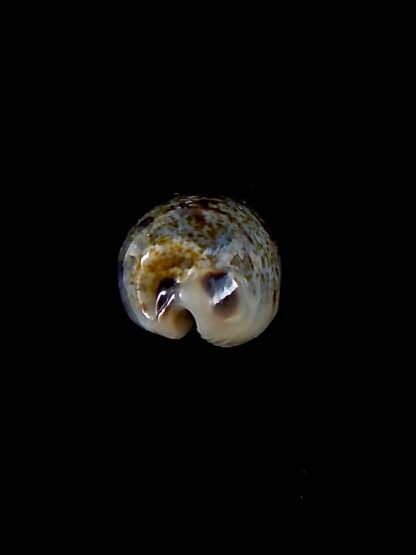 Erronea cylindrica sowerbeyana..DWARF.. 23,9 mm gem-34554