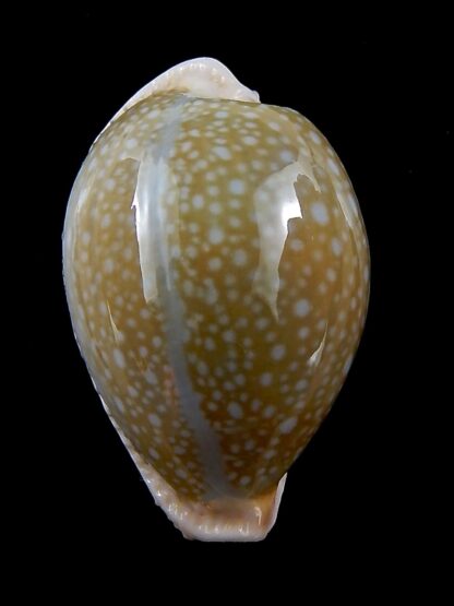 Naria miliaris 43,5 mm Gem-34736