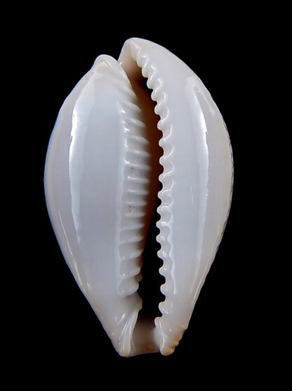 Naria miliaris 43,5 mm Gem-34738