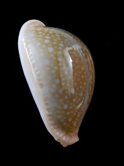 Naria miliaris 43,5 mm Gem-34737