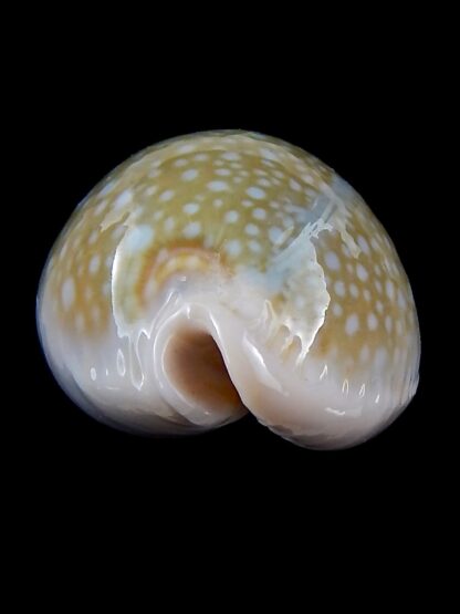 Naria miliaris 43,5 mm Gem-34741