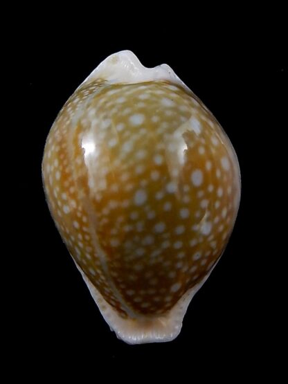 Naria miliaris 38,1 mm Gem-34722