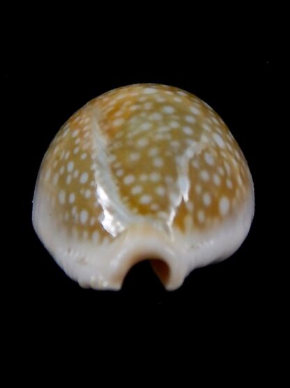 Naria miliaris 38,1 mm Gem-34726