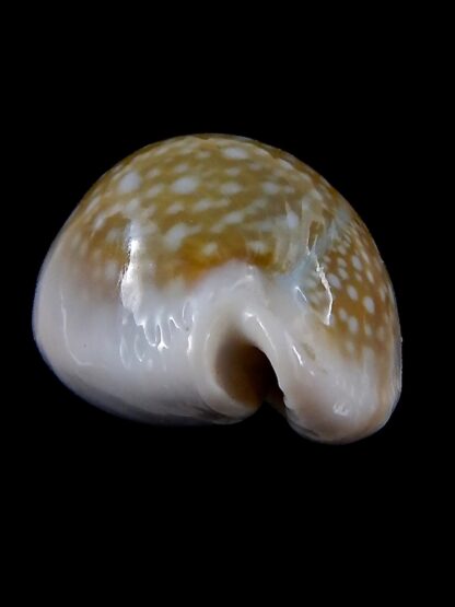 Naria miliaris 38,1 mm Gem-34728