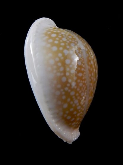 Naria miliaris 37,1 mm Gem-34709