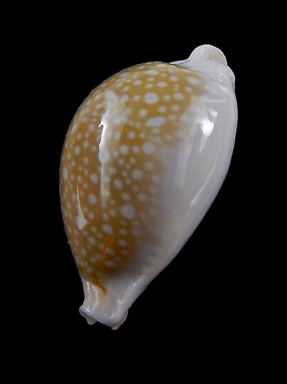 Naria miliaris 37,1 mm Gem-34708