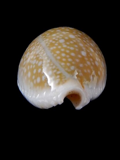 Naria miliaris 37,1 mm Gem-34710