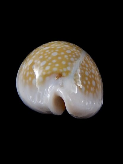 Naria miliaris 37,1 mm Gem-34711