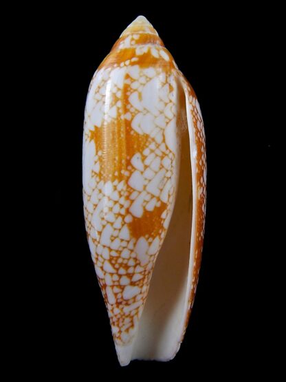 Darioconus auratinus 70,1 mm F++-34746
