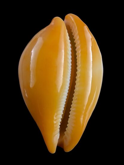 Austrasiatica langfordi cavatoensis 50,7 mm GEM-34073
