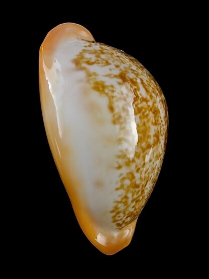 Austrasiatica langfordi cavatoensis 50,7 mm GEM-34070