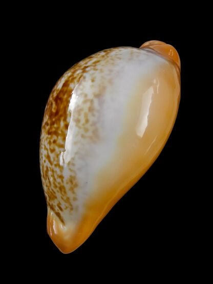 Austrasiatica langfordi cavatoensis 50,7 mm GEM-34076