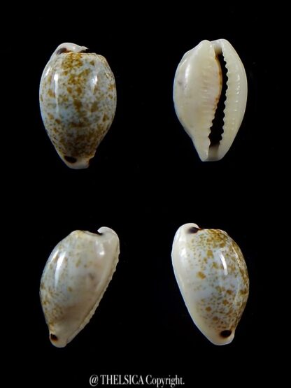 Eclogavena quadrimaculata thielei ... VERY SMALL SIZE ... 15,4 mm Gem-0