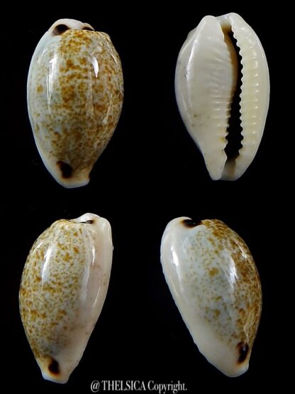 Eclogavena quadrimaculata thielei 19,1 mm Gem-0