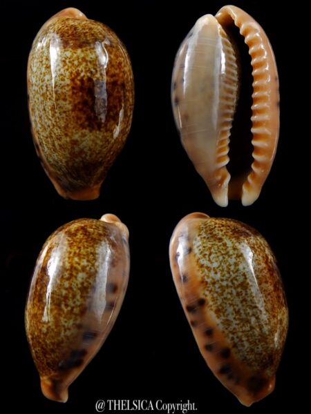 Erronea caurica blaesa 41,8 mm Gem-0