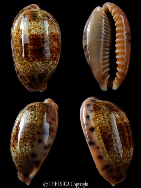 Erronea caurica blaesa 42,5 mm Gem-0