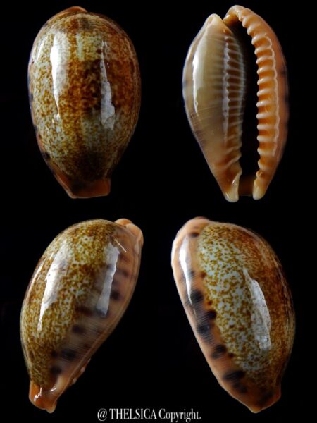Erronea caurica blaesa 45,4 mm Gem-0