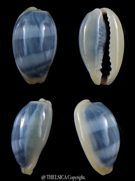 Erronea errones coxi azurea 22,2 mm Gem-0