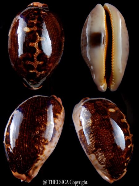 Leporicypraea mappa viridis montrouzieri N&R 79,8 mm Gem-0