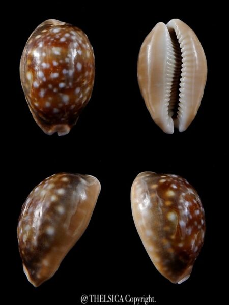 Lyncina vitellus orcina 33,9 mm F+++-0
